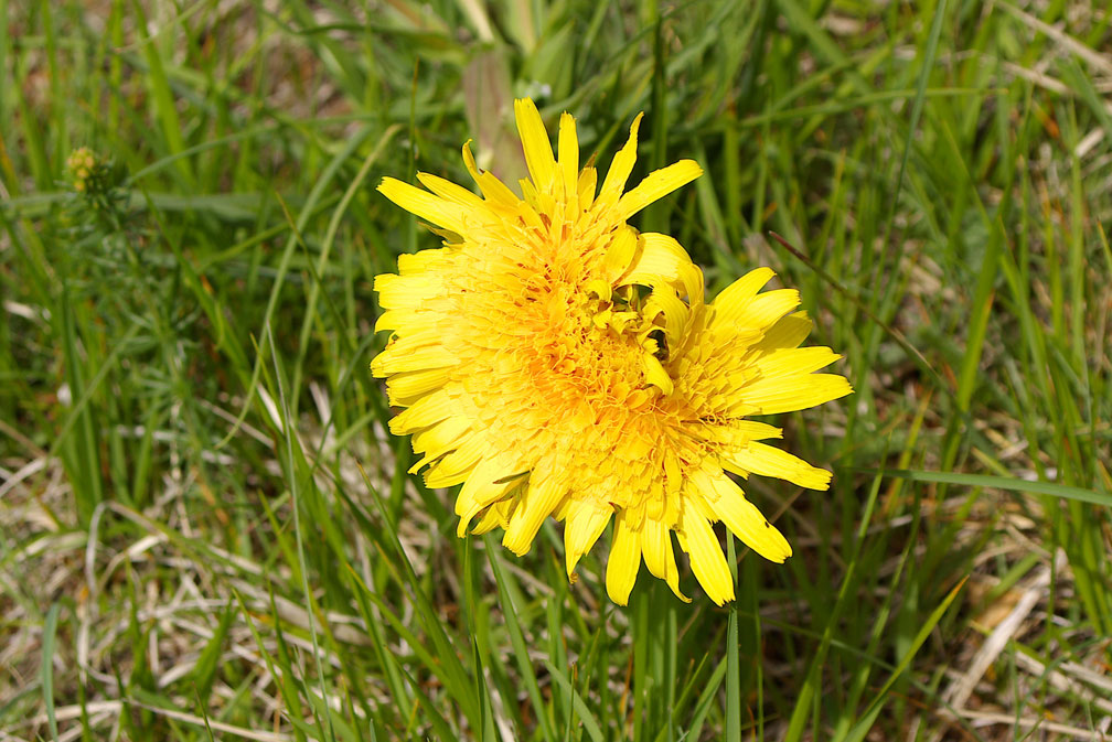 Fasciazione su Taraxacum